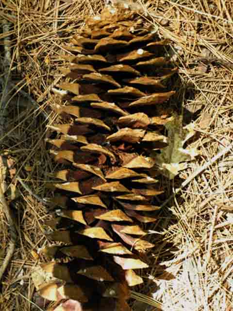 Sugar Pine Cone, Summit City Creek, Tahoe to Yosemite Trail.